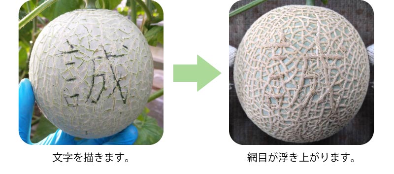 デザインマスクメロン 漢字バージョン