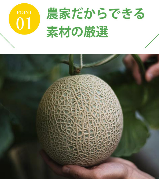 完熟マスクメロンを選別する農家