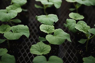 トレーニングハウス