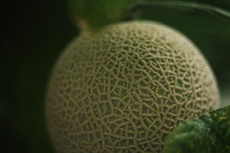 外国人労働者の雇用と育成