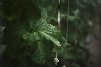 マスクメロンづくりの積み重ね