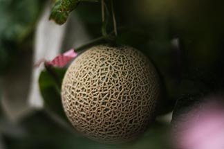 一果にすべてを託すという考え方
