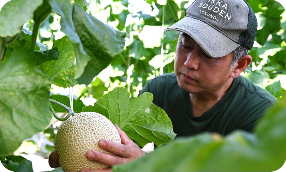 “メロンの栽培”