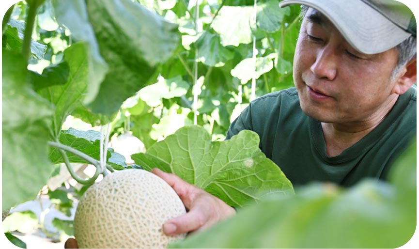 至福のマスクメロンピューレ