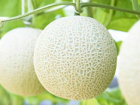 会員様限定】ご自宅用お試しマスクメロン | 一つの果実で伝わる一果相伝