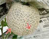 【個性派中身美人】マスクメロン1玉1.5kg以上