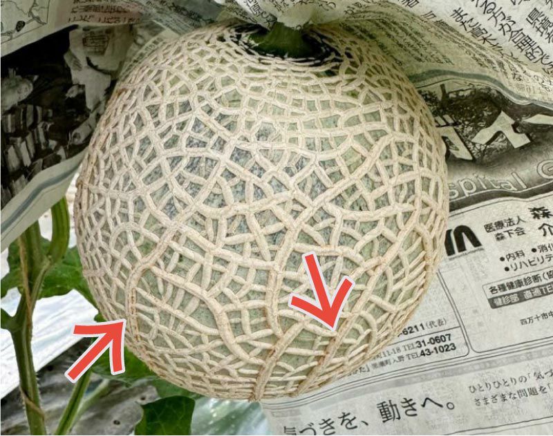 【個性派中身美人】マスクメロン1玉1.5kg以上