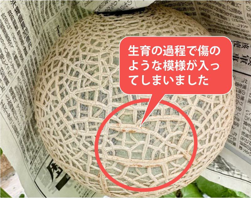 日焼けメロン