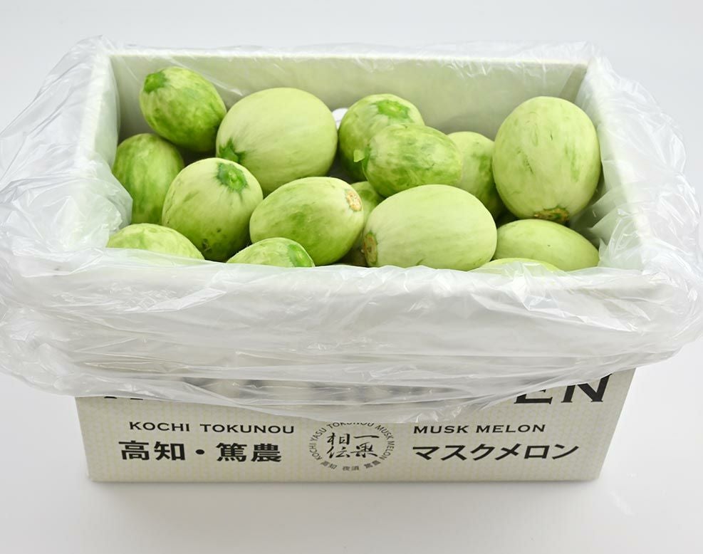 メロン子 摘果メロン【つるかめろんの玉子】子メロン／4.5kg以上 | 一つの果実で