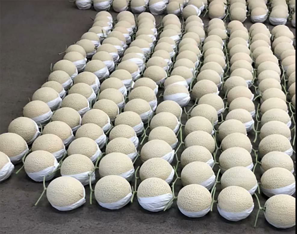 【ひとりじめメロン】マスクメロン6玉7kg以上