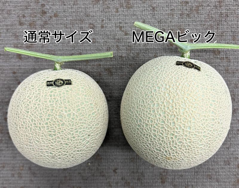 MEGAビッグ大きさ